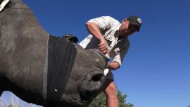 Los cuernos de los rinocerontes son muy buscados por los cazadores furtivos.