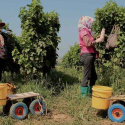 La gente trabaja en los viñedos de Domaine de Long Dai, conocido como Chinese Lafite, en la provincia de Shandong, en el norte de China. Jessica Yang / AFP. | Foto:AFP