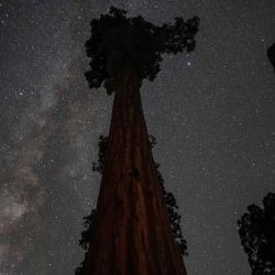 Las estrellas brillan sobre una secuoya gigante en el Bosque Nacional Sequoia, California. Según el Servicio Forestal de EE. UU., los incendios forestales han destruido casi el 20 por ciento de todos los árboles de secuoyas. Los enormes árboles pueden vivir más de 3.000 años y tener un promedio de entre 180 y 250 pies de altura. Mario Tama/AFP.  | Foto:AFP