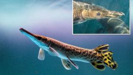 El misterioso pez fue visto por primera vez en julio.