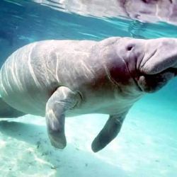 El dugongo habitó en las aguas chinas durante cientos de años.