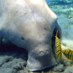 En 1988, el Consejo de Estado de China clasificó al dugongo como Animal Nacional Protegido Clave de Grado 1