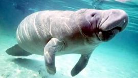 El dugongo habitó en las aguas chinas durante cientos de años.