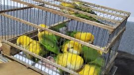 Las aves fueron encontradas en muy mal estado de salud.