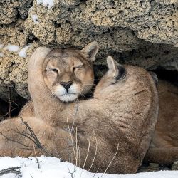 Los pumas rescatados ya se encuentran a salvo.