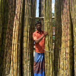 Imagen de un vendedor organizando fardos de caña de azúcar en un mercado, en Dhaka, Bangladesh. La cosecha temprana de la caña de azúcar está en pleno apogeo en algunas partes de Bangladesh, ya que la temporada de recolección se extiende de septiembre a marzo del próximo año. | Foto:Xinhua/Str