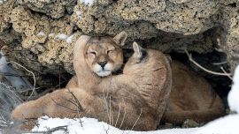 Los pumas rescatados ya se encuentran a salvo.