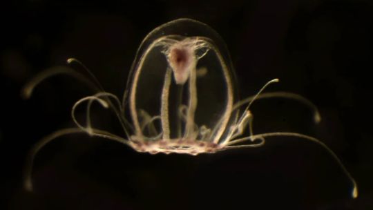 medusa Turritopsis dohrnii g_20220831