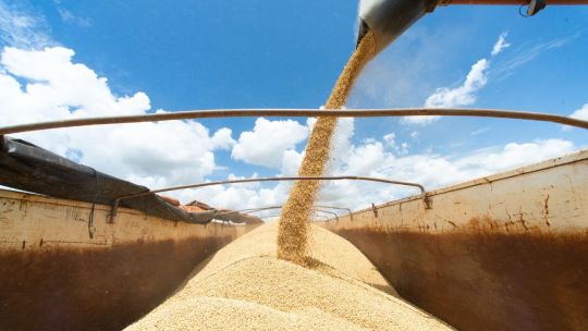 soybean production