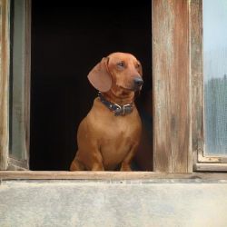 La ansiedad frente a una ausencia temporal de sus dueños, es un problema que tiene una fuerte raíz emocional en los perros 