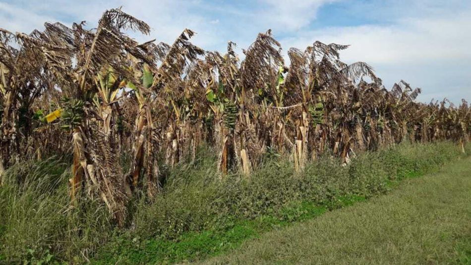 Perdidas en la producción de bananas por sequias en Formosa 20220906
