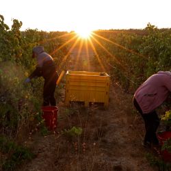 Trabajadores de la bodega Odem cosechan uvas riesling en un viñedo cerca de la frontera con Siria en los Altos del Golán anexionados por Israel. | Foto:JALAA MAREY / AFP