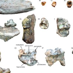 Parte de los restos fósiles de la prehistórica nutria gigante hallados en Etiopía.