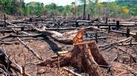  20220910_deforestacion_tala_arboles_shutterstock_g