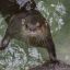 0909_NUTRIA