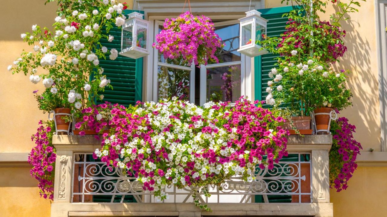 Pantano Fielmente Sombreado Las 5 mejores plantas florales para decorar tu balcón en esta primavera |  Perfil