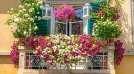 Las mejores flores para balcones 20220913