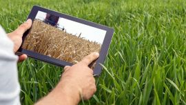 Boom local de las agtech.