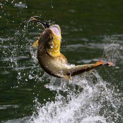 La Asociación de Pescadores Deportivos alertó que no puede pensarse la actividad deportiva desde la explotación comercial sin considerar el cuidado del ambiente.