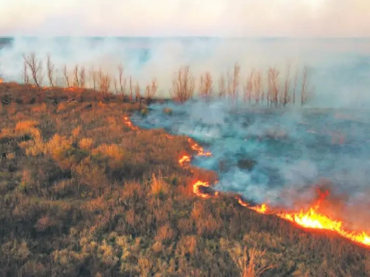 RadioProfile |  Forest emergency in Argentina: the keys to Greenpeace’s complaint