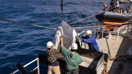 La barrera protectora marina fue instalada a 190 kilómetros de la costa de Cornualles, en Reino Unido.
