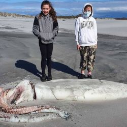 Los niños estaban asombrados ante semejante animal marino.