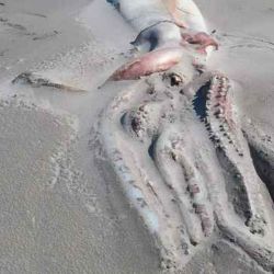 Se trata de los segundos calamares más grandes que habitan en los océanos -detrás del calamar colosal (Mesonychoteuthis Hamilton