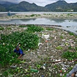 Trabajadores de la Autoridad para el Manejo Sostenible de la Cuenca y el Lago de Amatitlán (AMSA) recogen los residuos arrastrados por las lluvias y retenidos por una barrera instalada en uno de los afluentes del lago en Amatitlán, Guatemala. | Foto:Johan Ordonez / AFP