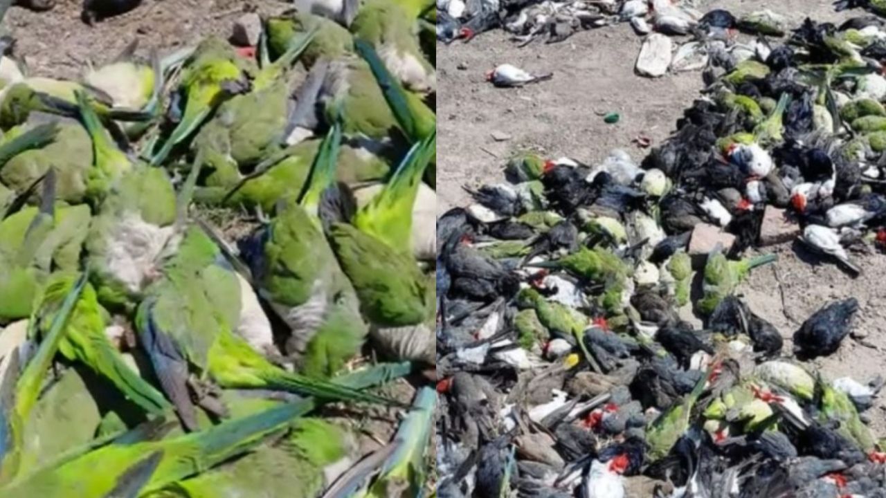 Misterioso suceso en el Chaco hallaron un centenar de aves