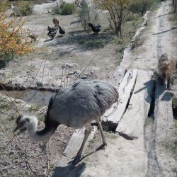 La mayoría de los animales estaba en jaulas.