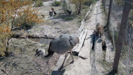 La mayoría de los animales estaba en jaulas.