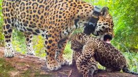 Mariua, junto a sus dos flamantes hijos.