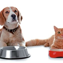 Cinco consejos para elegir el alimento adecuado para perros y gatos
