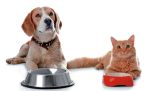 5 consejos para elegir el alimento adecuado para perros y gatos