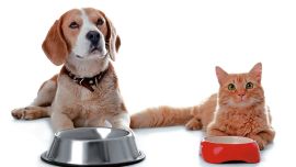 Cinco consejos para elegir el alimento adecuado para perros y gatos