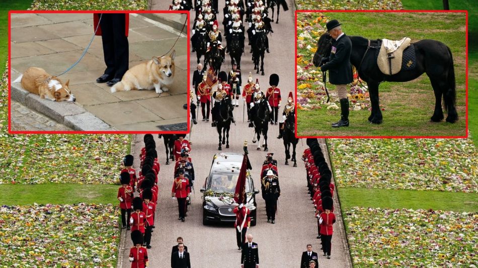 Funeral Reina Isabel II Corgis Poni