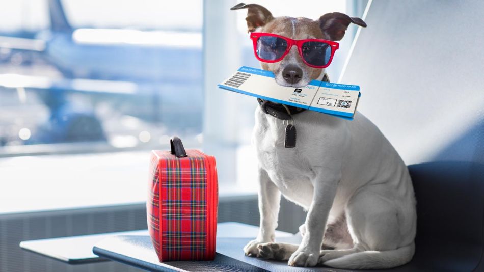 viajes en avión con mascotas al exterior 20220919