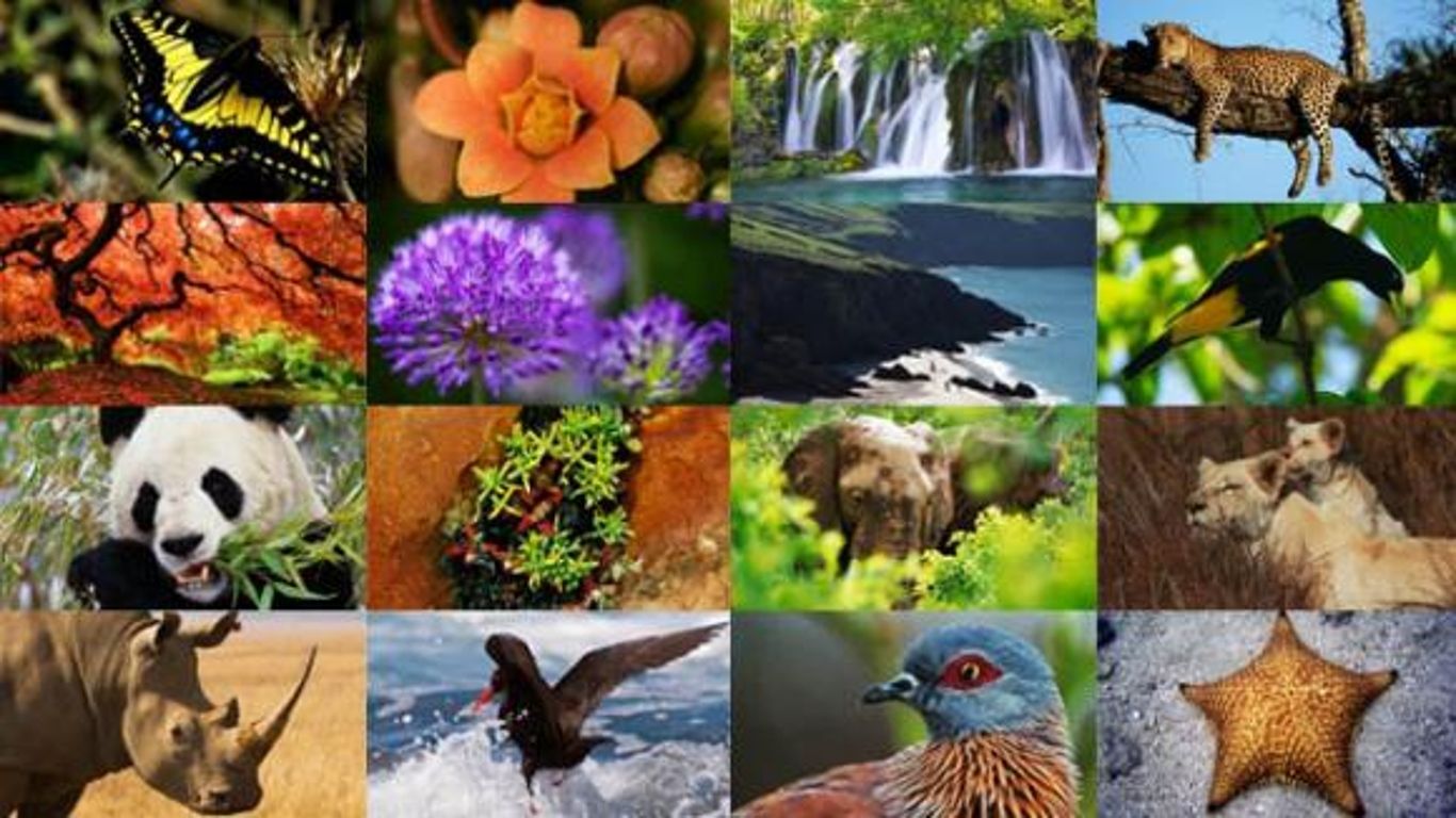 Многообразие видов. Флора и фауна. Растительность и животный мир. Животные Флоры и фауны. Коллаж животных и растений.