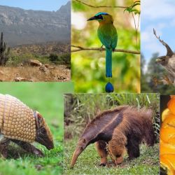 El estudio se basó en la diversidad de la flora y fauna y en la cantidad de bosques de cada uno de los paises.