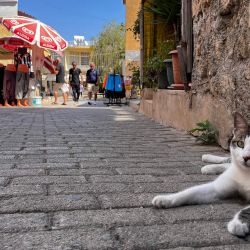 Un gato mira mientras está acostado a lo largo de un callejón en la antigua ciudad de Famagusta en la autodeclarada República Turca del Norte de Chipre (TRNC), reconocida sólo por Turquía, en el este de Chipre. | Foto:ROY ISSA / AFP