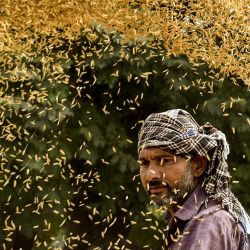 Un trabajador trabaja para separar la cáscara de arroz del grano en un mercado mayorista de cereales en Amritsar, India. | Foto:Narinder Nanu / AFP