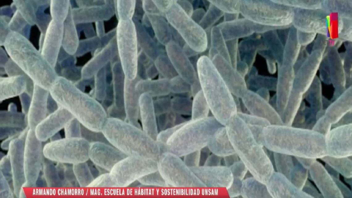 Legionella qué es y cómo combatirla de manera efectiva Perfil