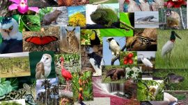 Brasil marcha al tope de los países con mayor biodiversidad del planeta.