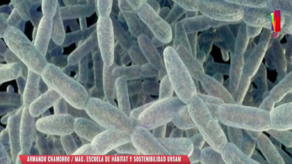 Legionella: qué es y cómo combatirla de manera efectiva