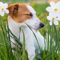 Las alergias primaverales son muy comunes en los perros.