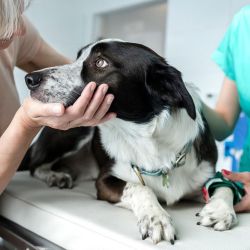Si están fastidiosos o se rascan más de la cuenta, es fundamental realizar una consulta urgente con el veterinario de cabecera.