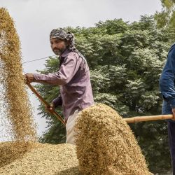 Los trabajadores utilizan palas para separar la cáscara de arroz del grano en un mercado de grano al por mayor en Amritsar. | Foto:Narinder Nanu / AFP