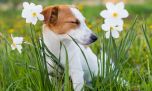 5 consejos para prevenir las alergias de primavera en nuestros perros