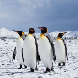 Los pingüinos tienen la tasa de evolución más baja de todas las aves