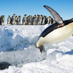 Hace 60.000.000 de años la tasa de evolución de los pingüinos era muy alta.